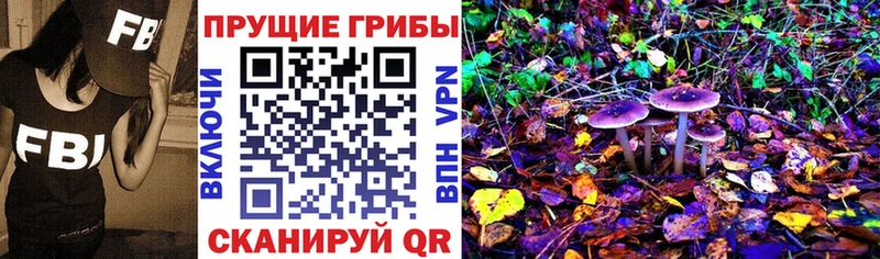 где купить   Карабулак  Псилоцибиновые грибы мицелий 